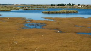 La Fiscalía acusa a Transición Ecológica de permitir el saqueo del agua en Doñana