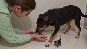 Abandoned Dog’s Unbreakable Bond With Rescued Kitten Leaves Shelter Volunteers In Tears