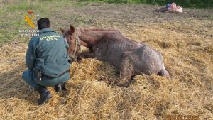 Seprona descubre condiciones alarmantes en explotación equina de Coín que nadie esperaba